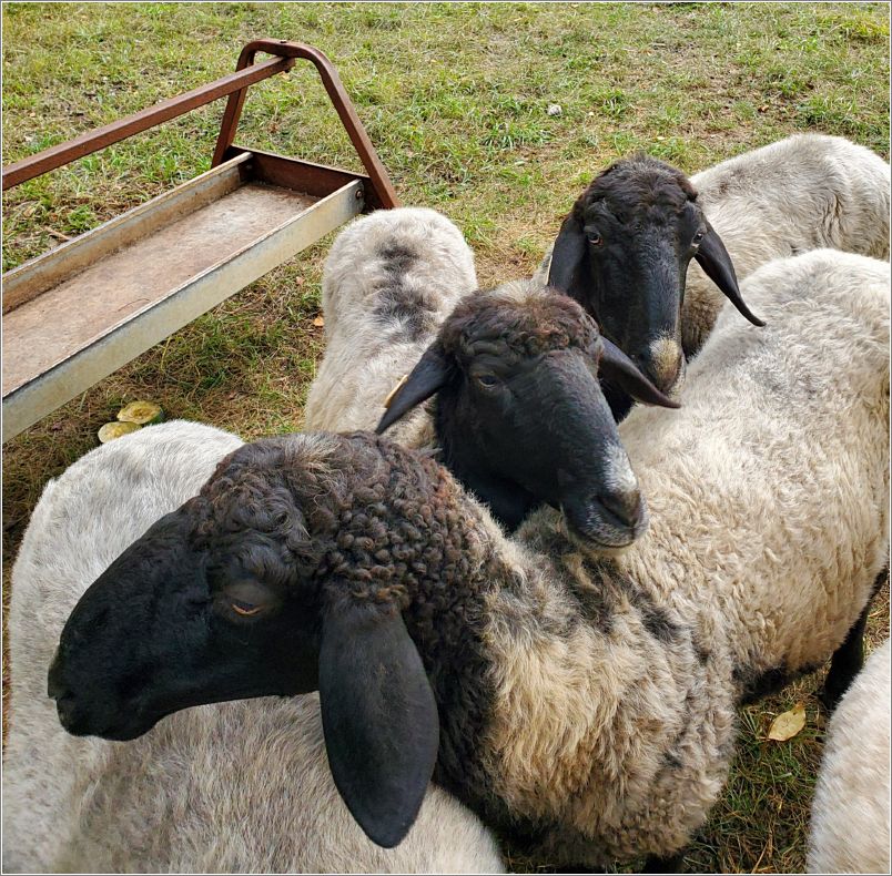  After quarantine at Pine Lane Farm Karakuls the three new ewes fit right in. Photo: Letty Klein.